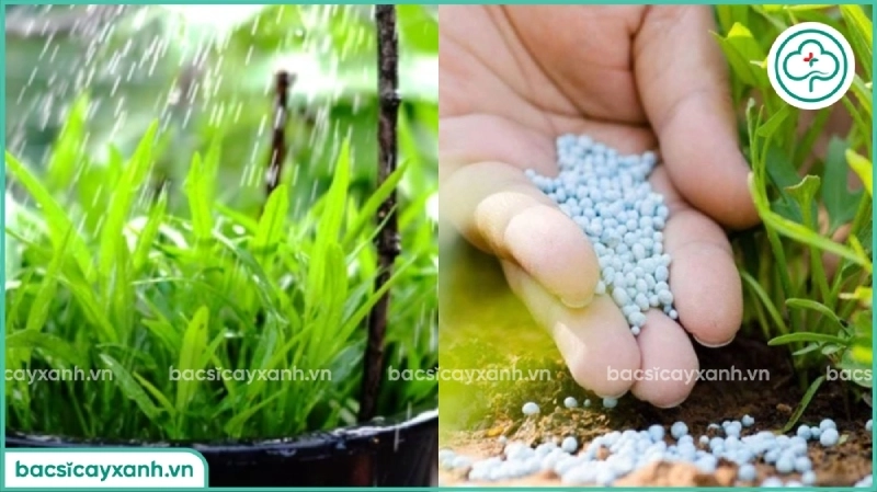 kỹ thuật chăm sóc rau muống